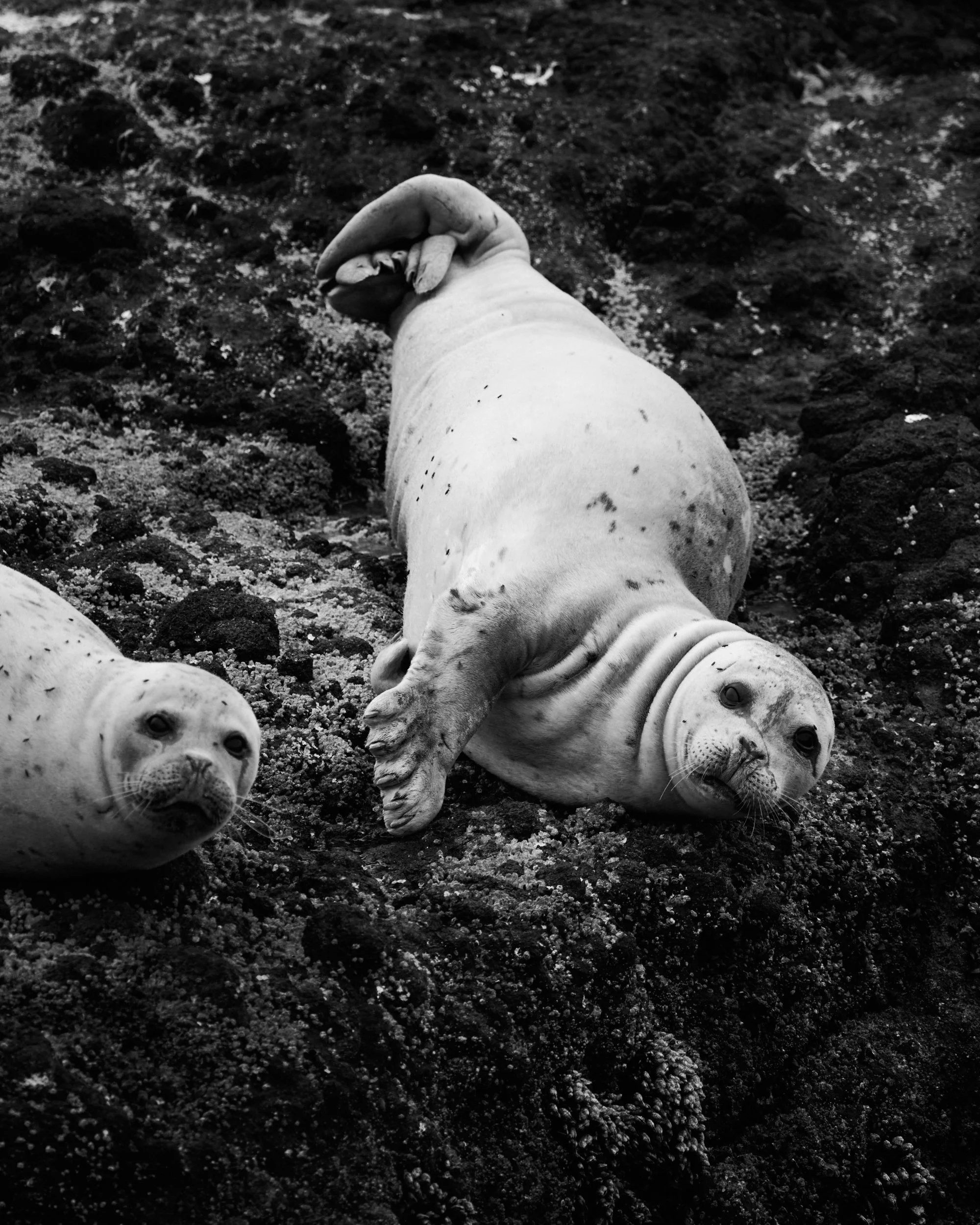 Oregon Coast Seal Tear by Blake Robertshaw.jpg