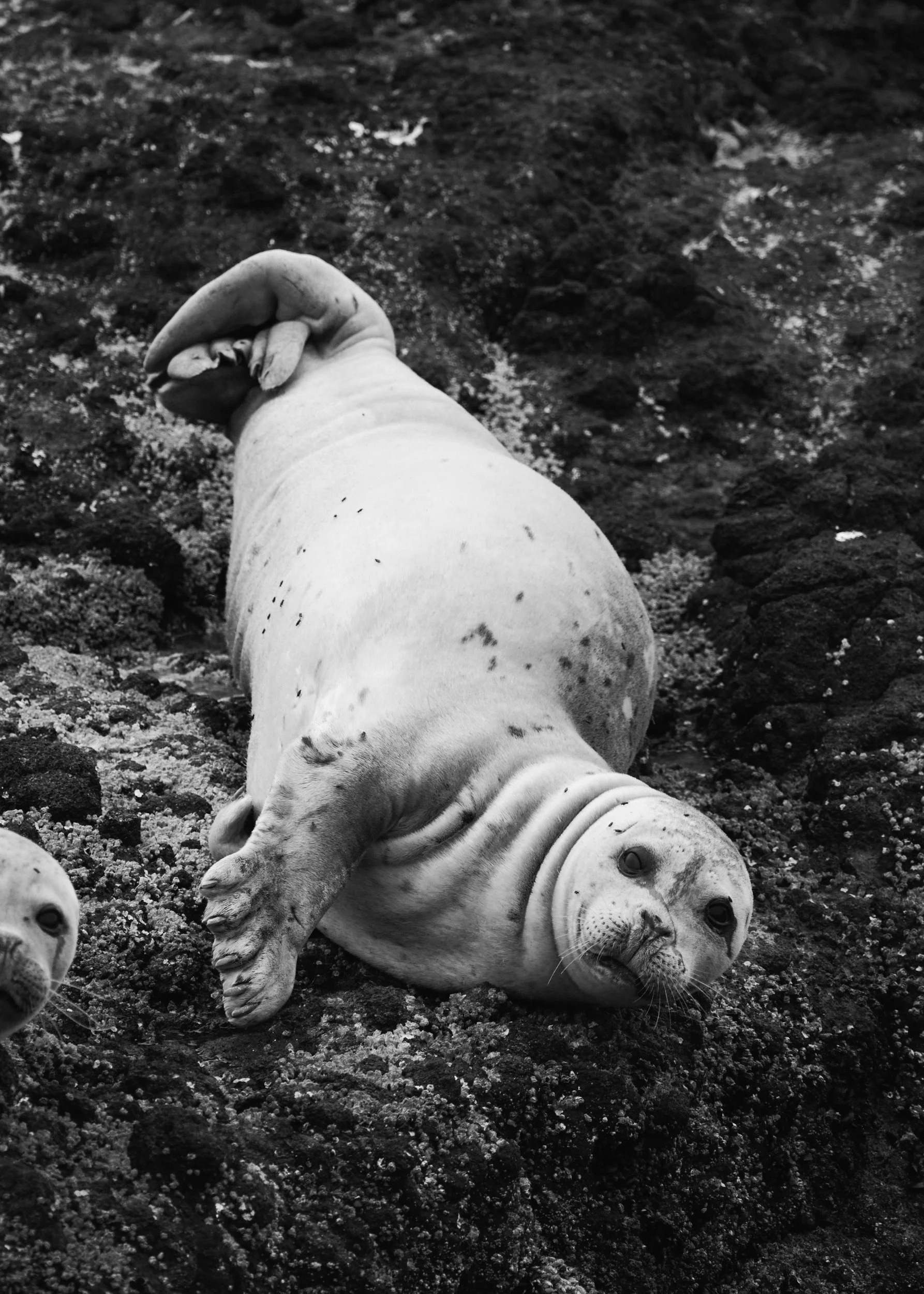 Gallery of nature photography, wildlife, landscape, around Oregon, Iceland, and more