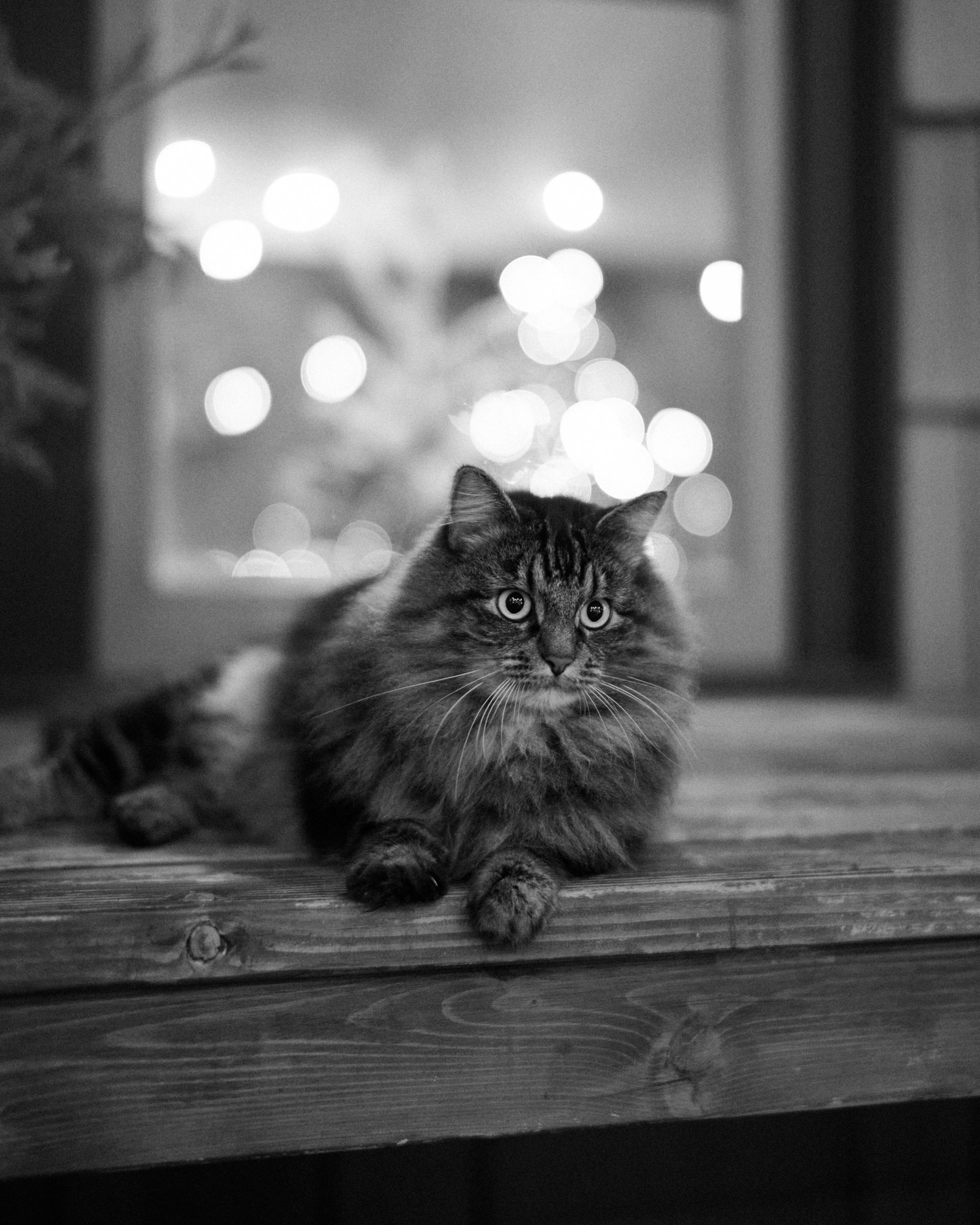 A cat standing watch at Mount Tom House with Christmas lights glowing in the window behind it.