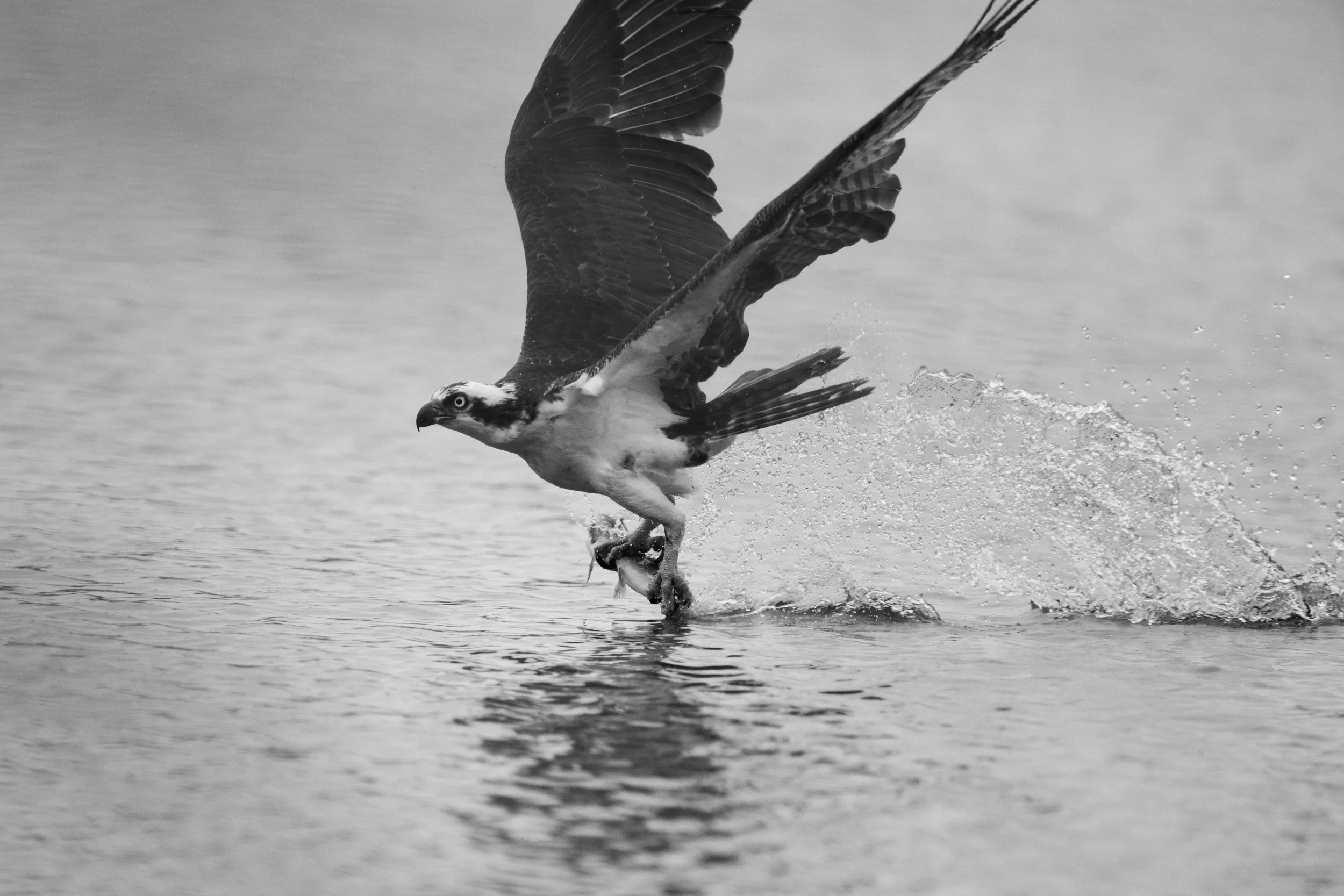 An osprey in Oregon catches a fish in an old abandoned log pond.
