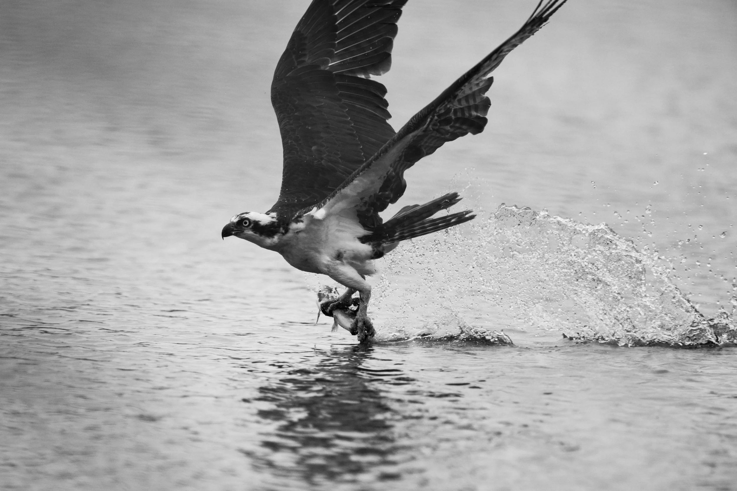 An osprey in Oregon catches a fish in an old abandoned log pond.