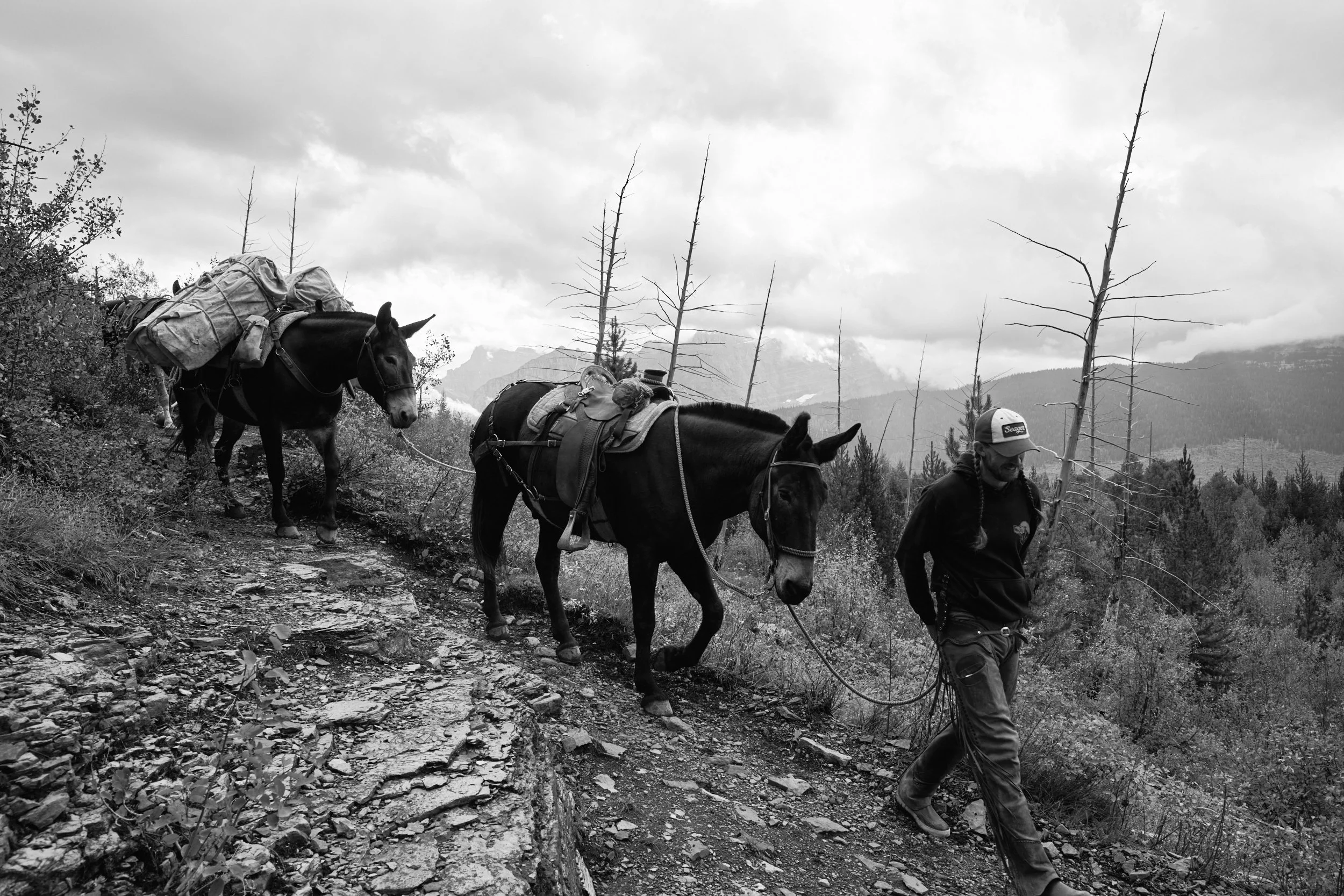 Glacier National Park employee guiding horses down from the Granite Park Chalet.