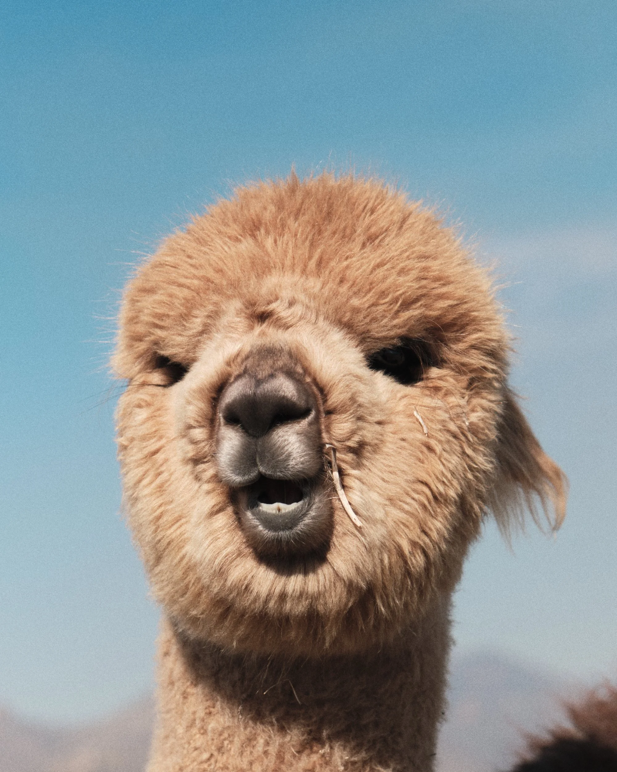 An alpaca hanging out in the high desert of Oregon near Smith Rock.