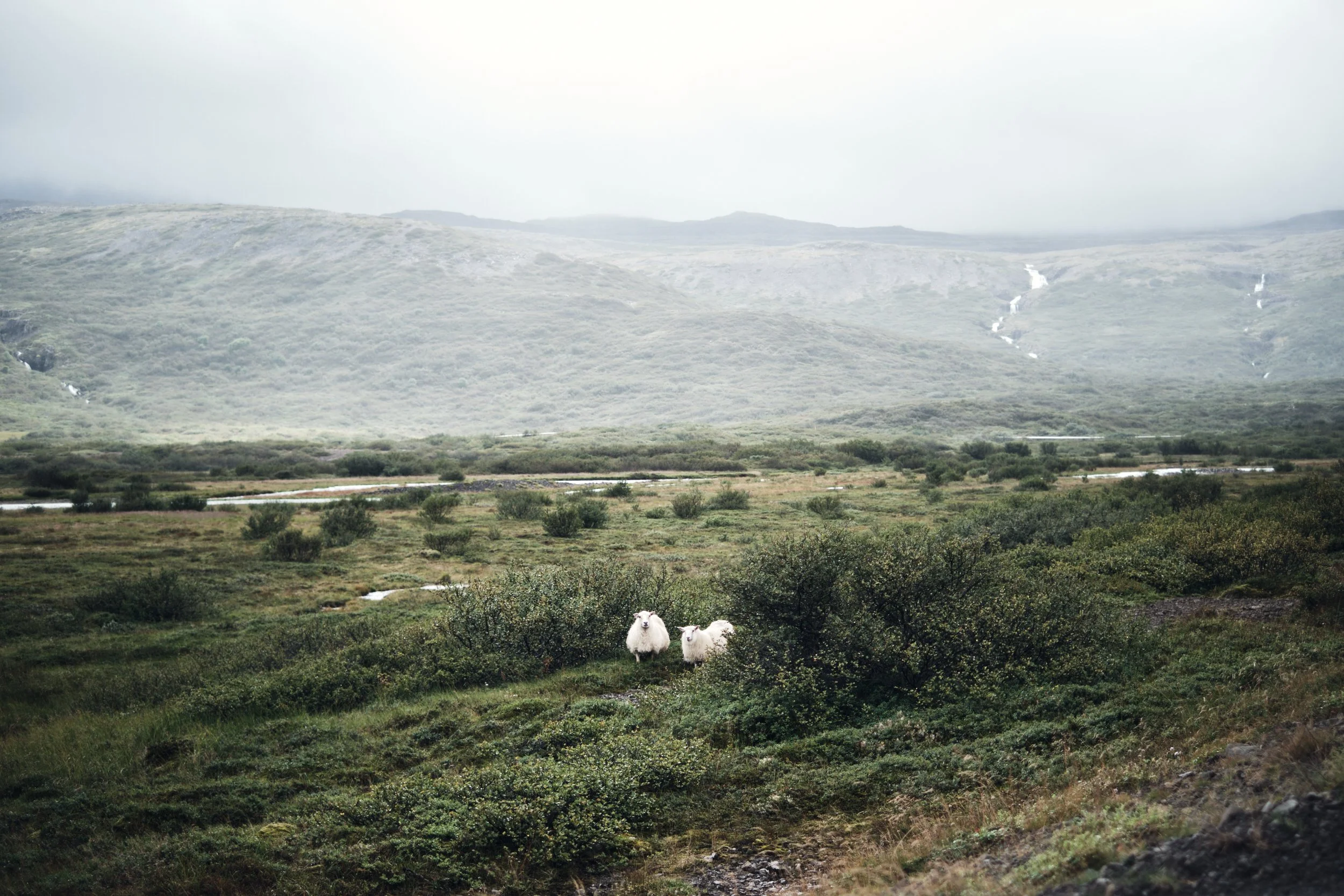 Flock of sheep roaming the Westfjords Iceland with a waterfall in the background.