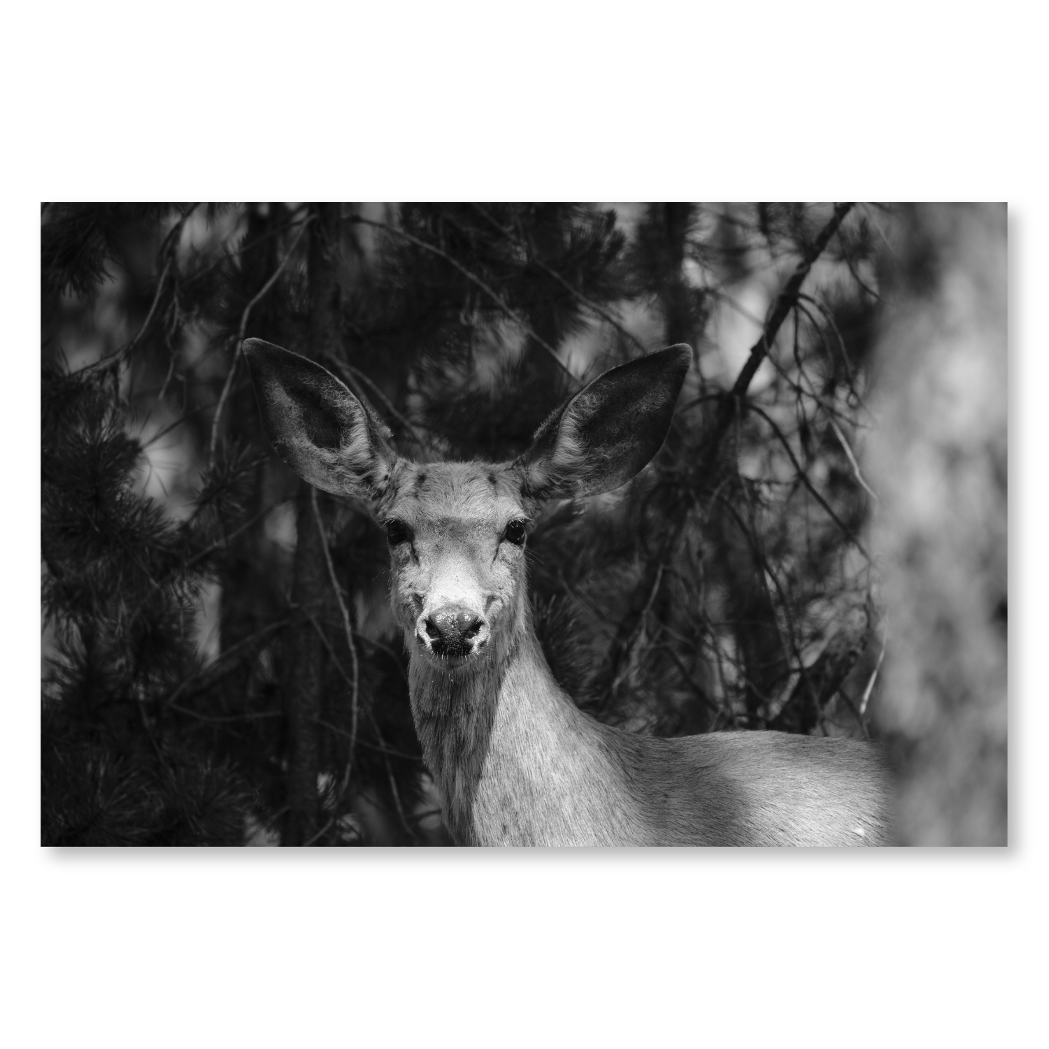 Deer Camp – Oregon