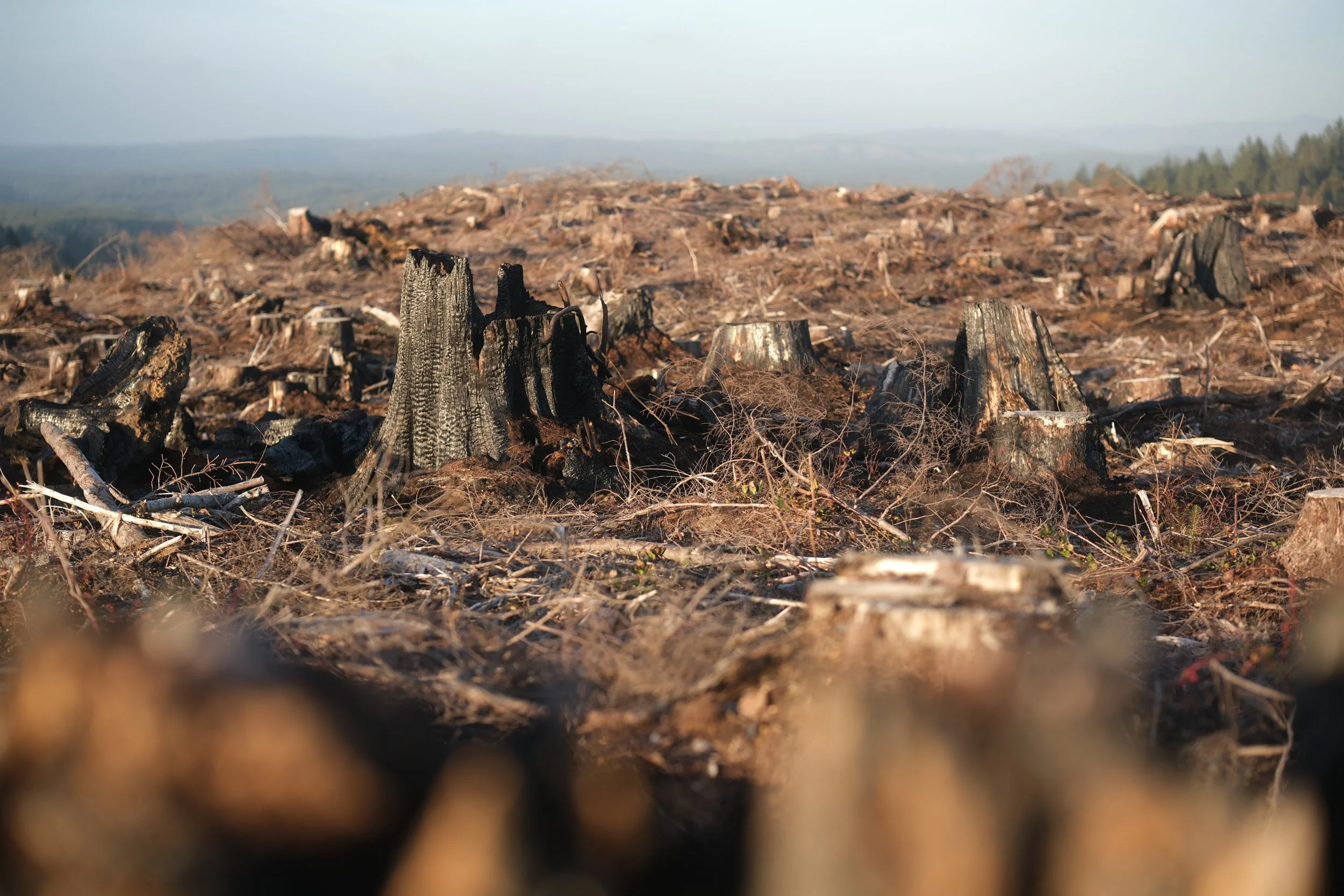 A field of tree stumps and debris after a clear-cutting on the Oregon Coast and a distant landscape and tree line in the background.