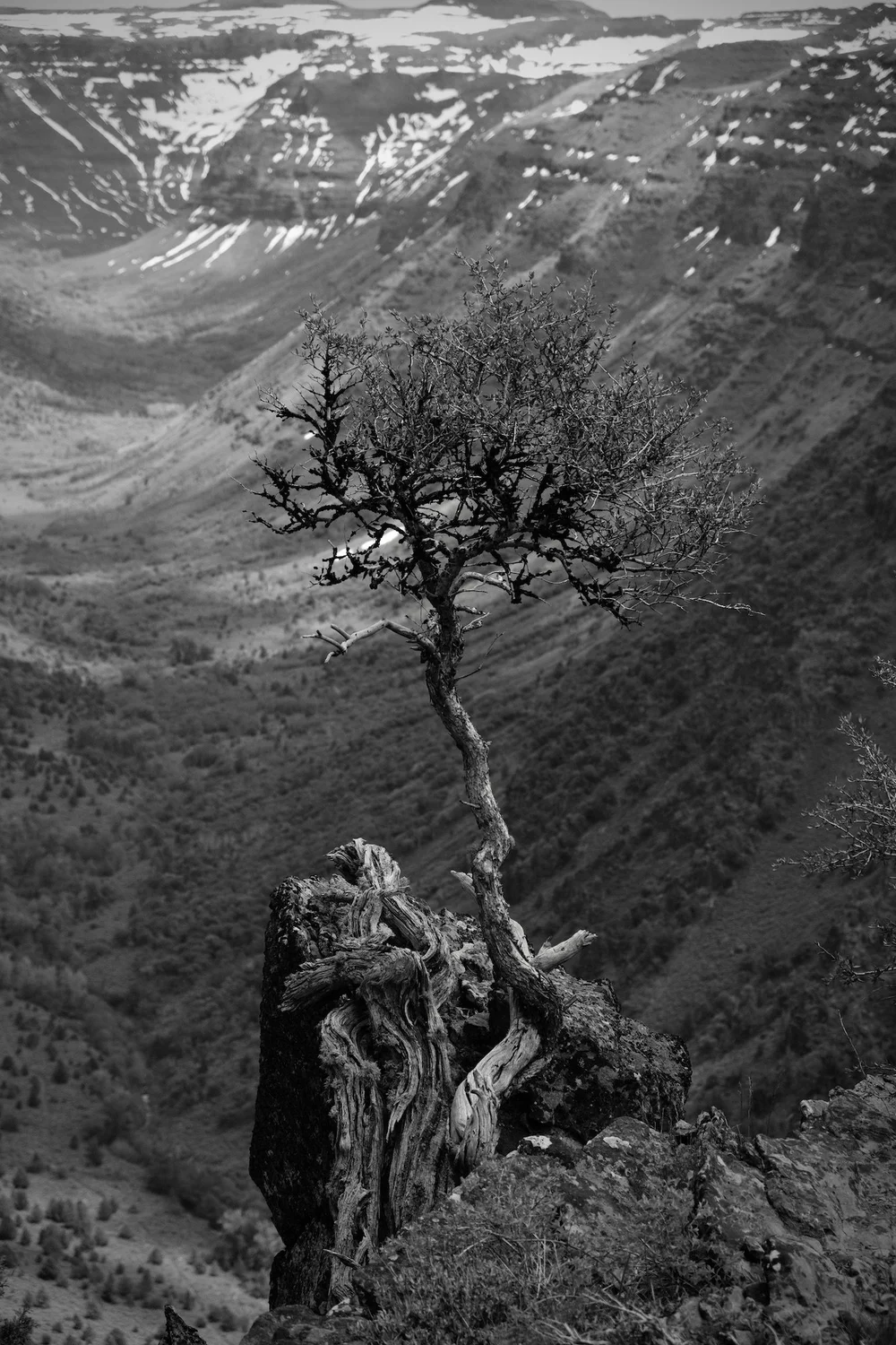 eastern-oregon-tree-blake-robertshaw.JPG