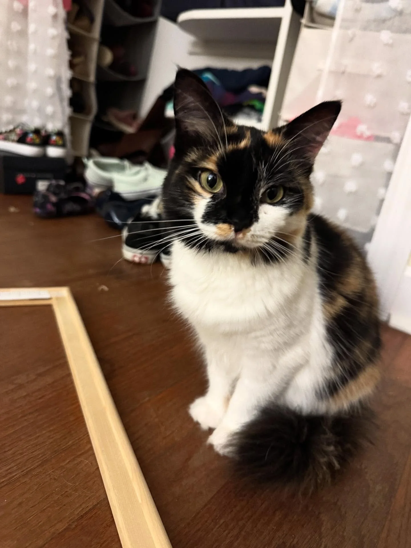 Sweet Pea is always interested in my latest project! Cali, on the other hand, is more concerned with when the loud noises will stop.