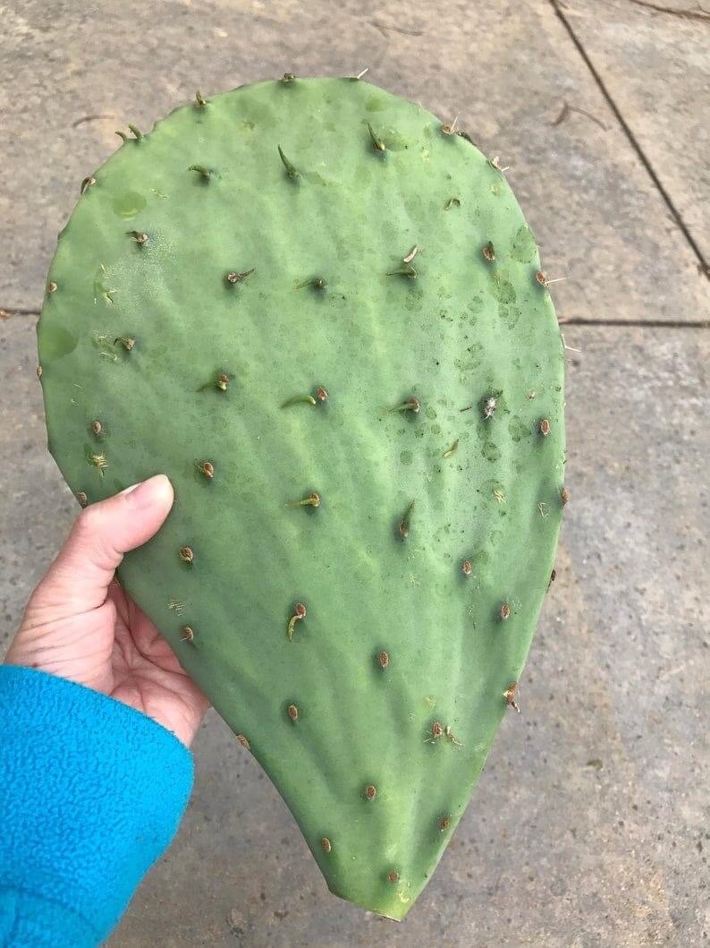 Cactus Jelly
8 ounce