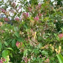 honeysuckle.jpg