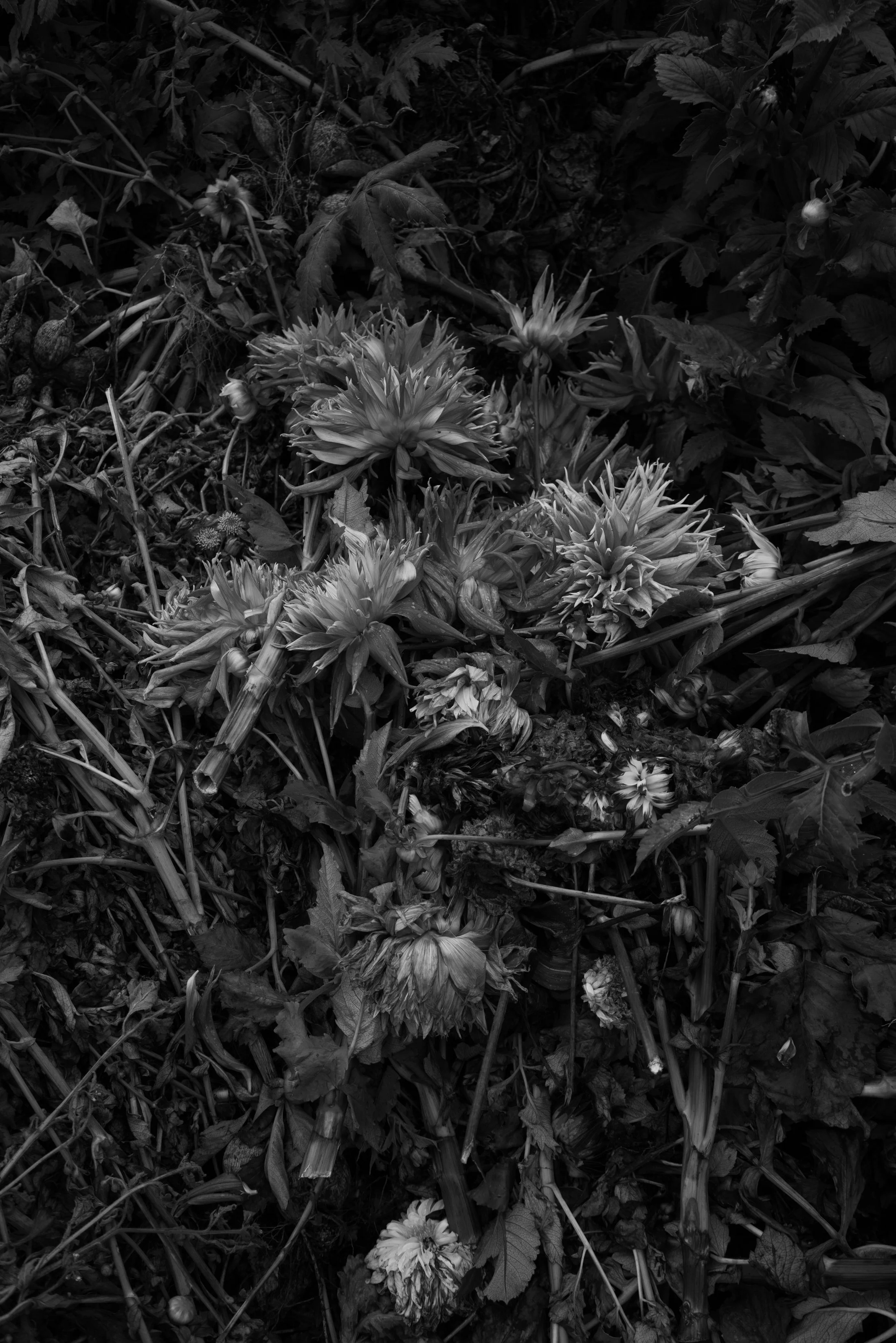 ©Jen Timmer Trail-0014.jpg