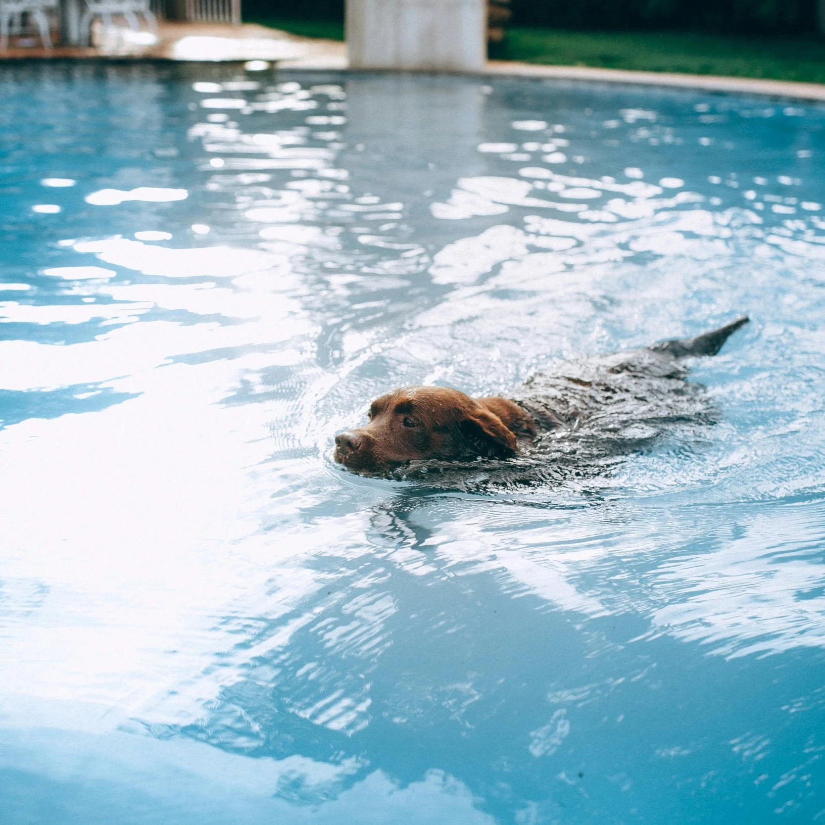 Balancing the enjoyment of pool time with the safety of dogs requires attention and effort but is ultimately rewarding, enhancing those sunny days spent by the water.