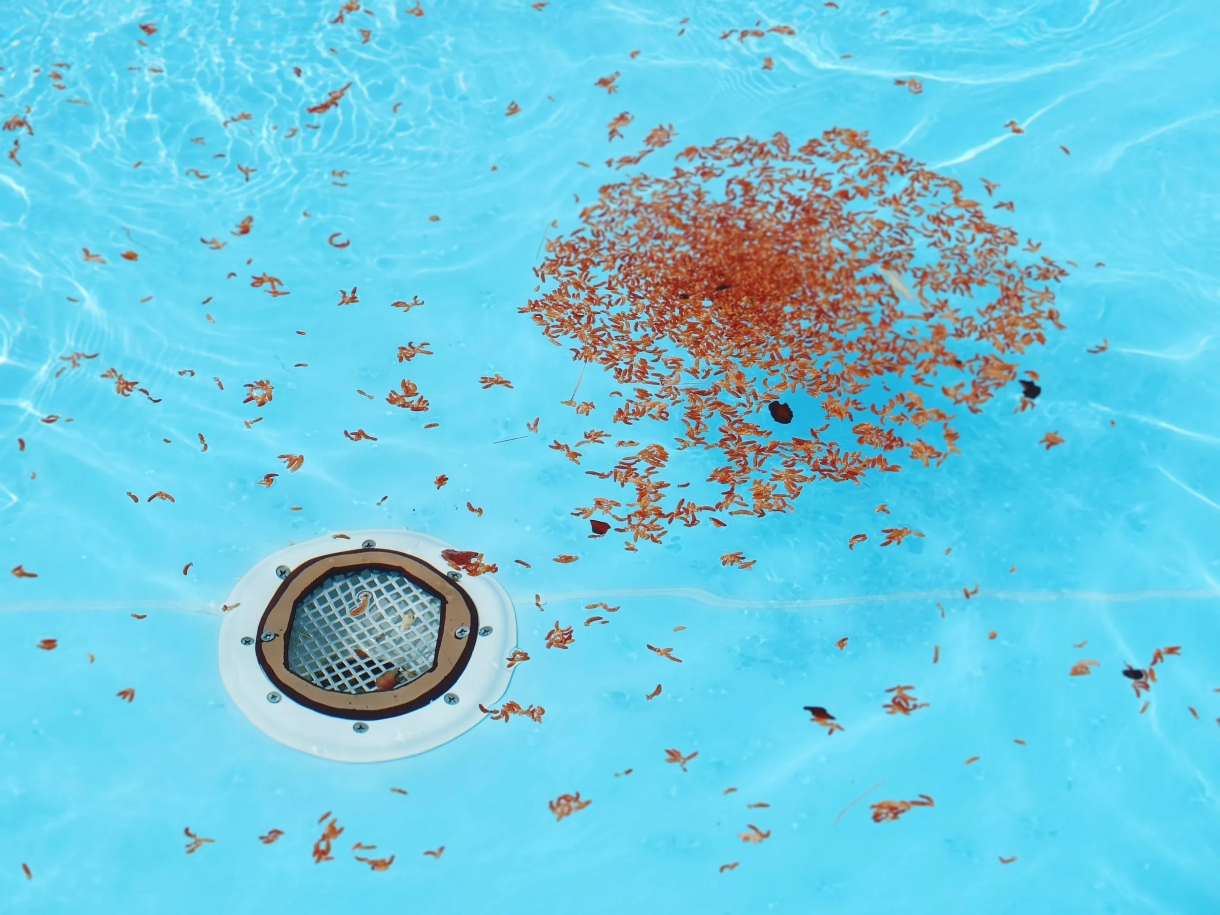 Pool components like filters, pipes, motors, and waste lines can get damaged and require replacement if the pool is not drained correctly.
