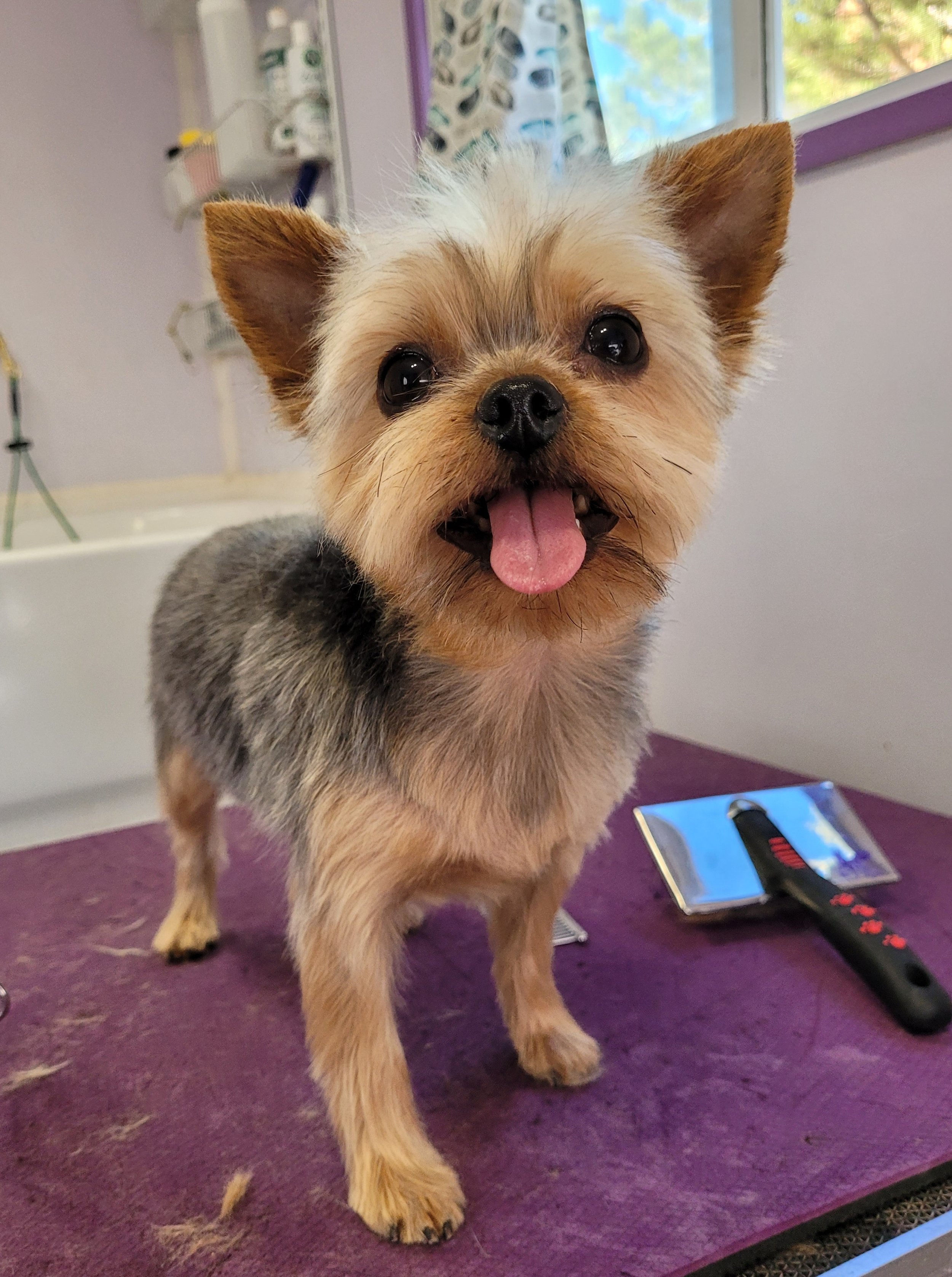 Yorkie Teddy Bear Haircut: Tips for a Cute Look - Rocky Kanaka