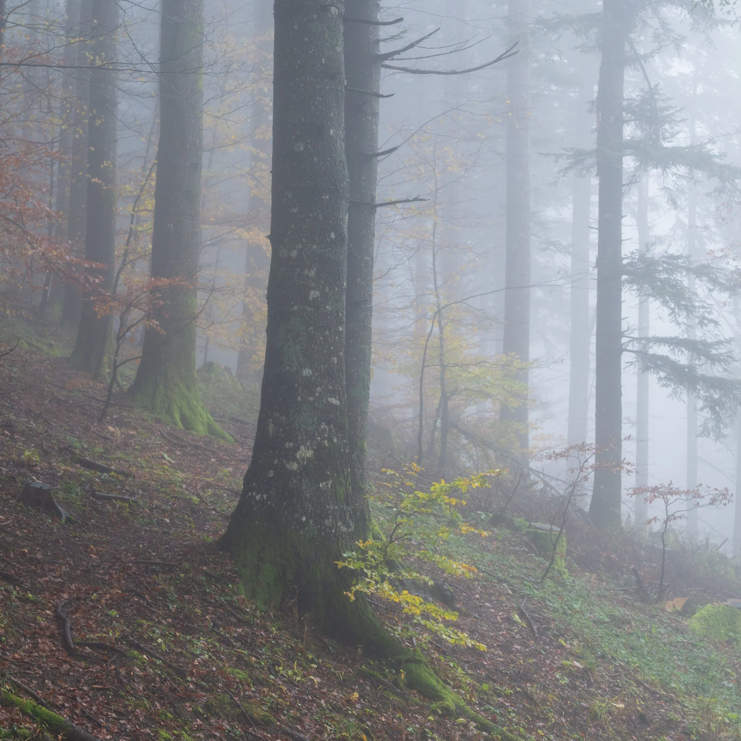 Alberi con nebbia quadrato.jpg