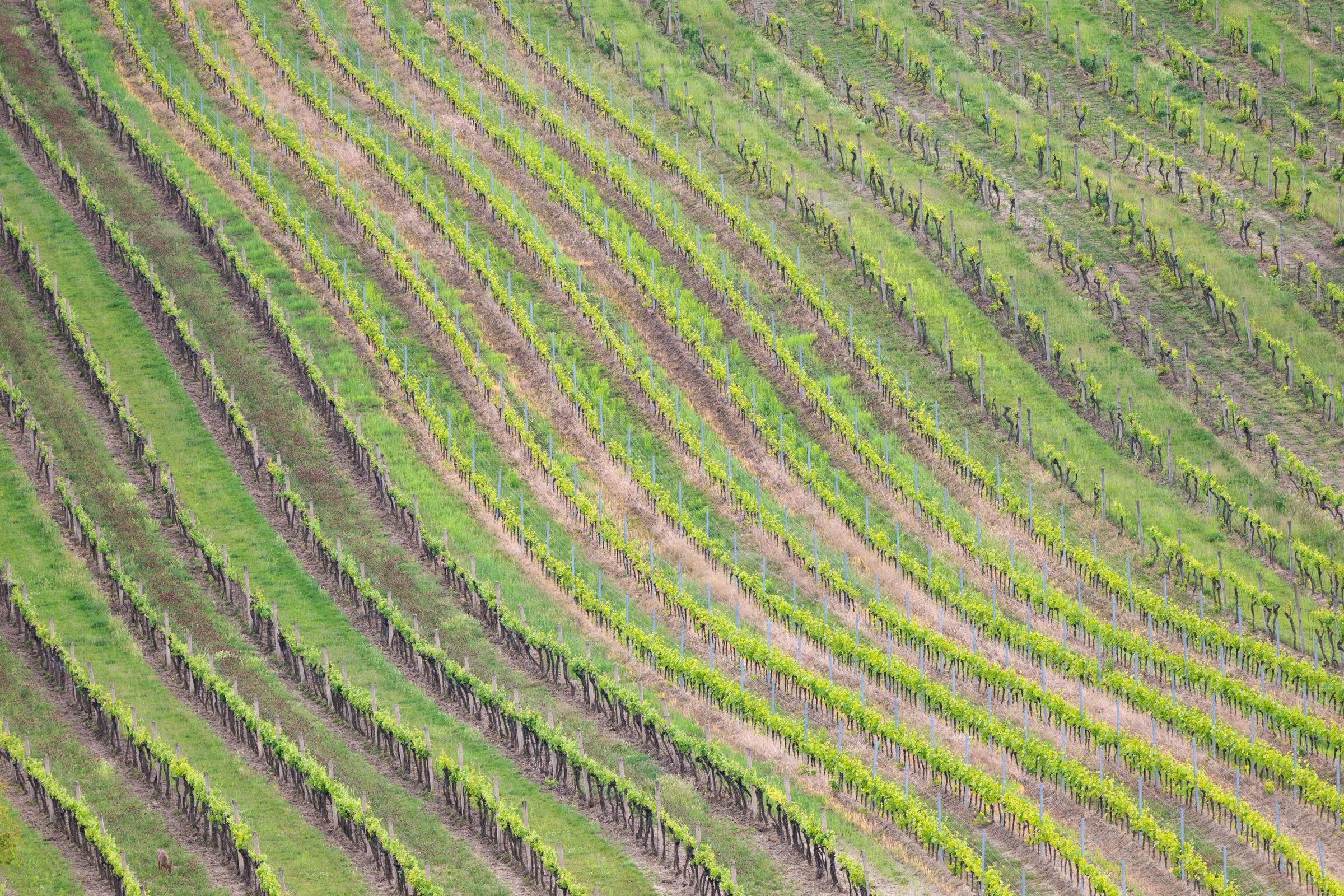 File di vigneti #2.jpg