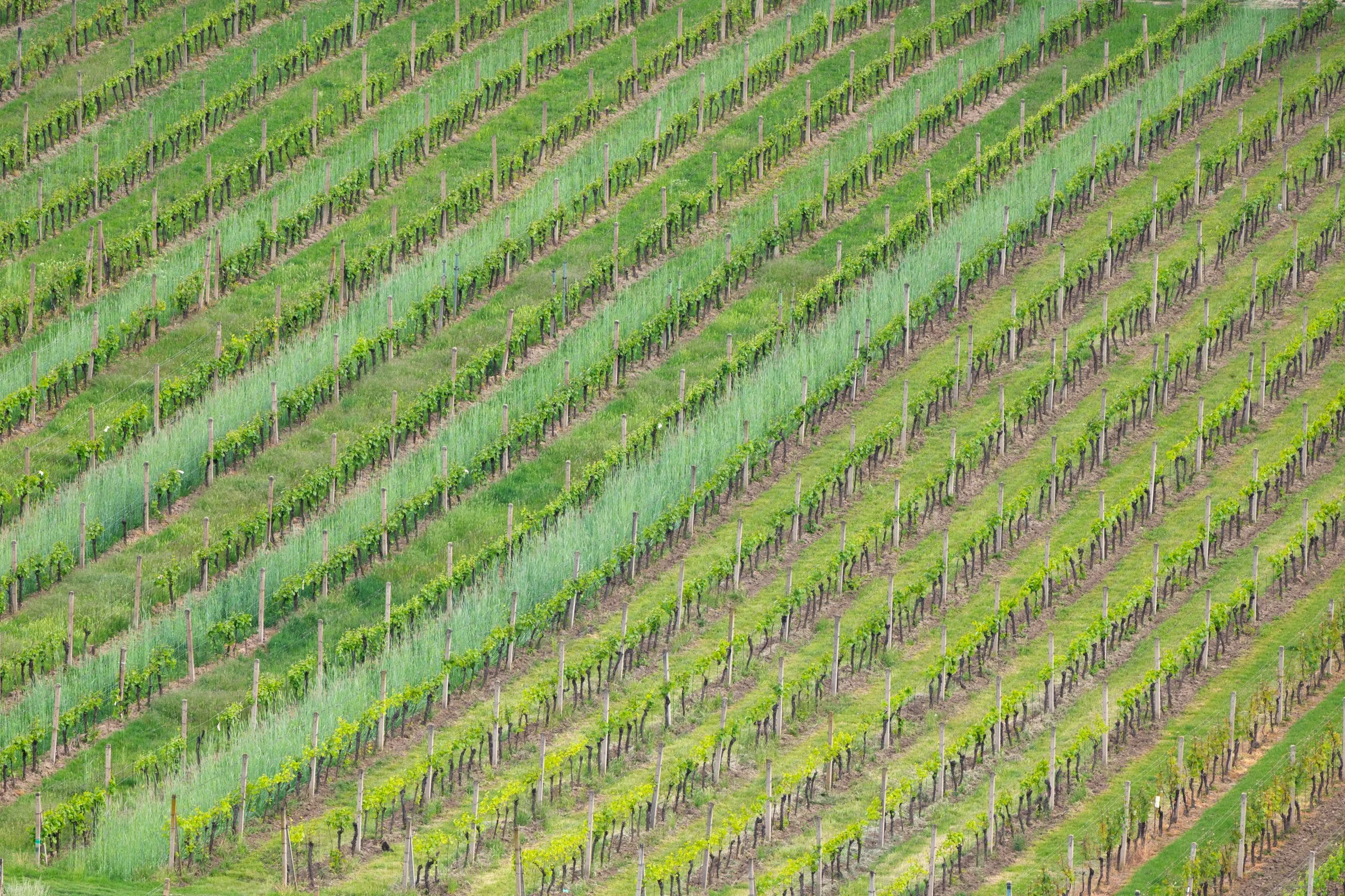 File di vigneti.jpg