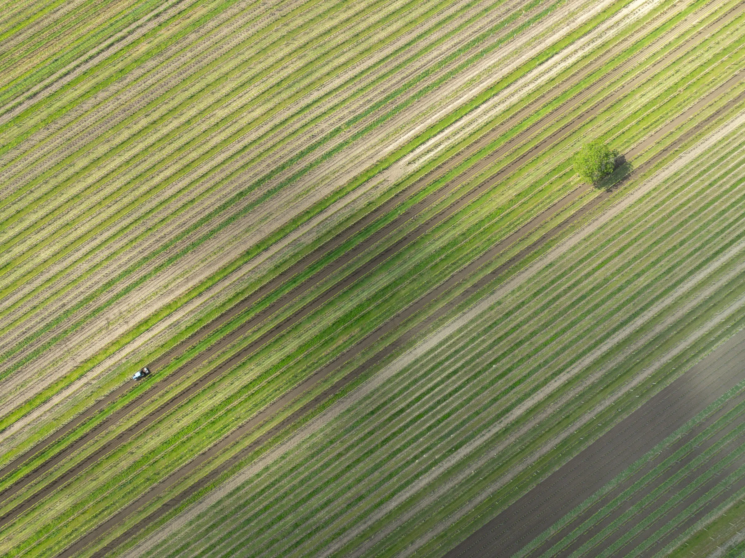 Albero e trattore.jpg