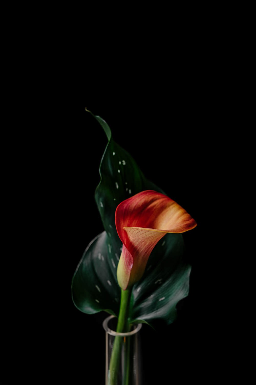 dramatic-close-up-flower-black-background.jpg