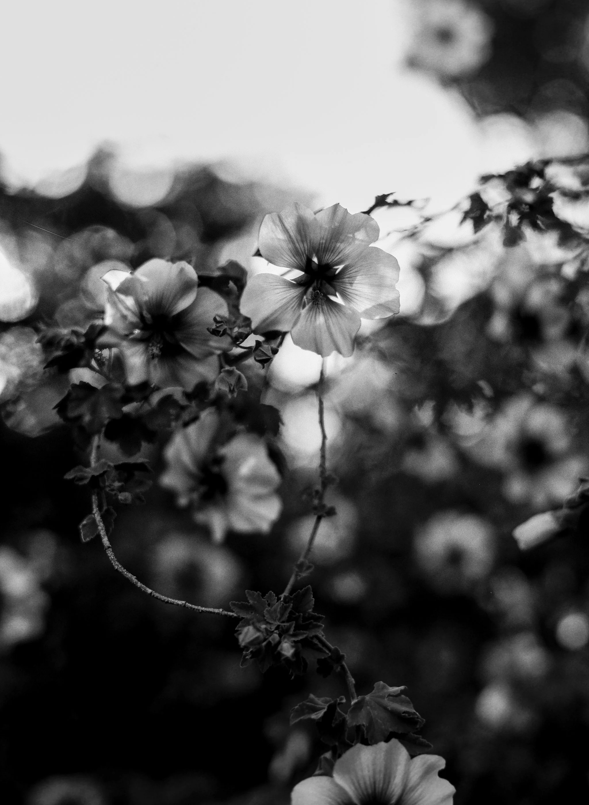 Untitled-411.jpg