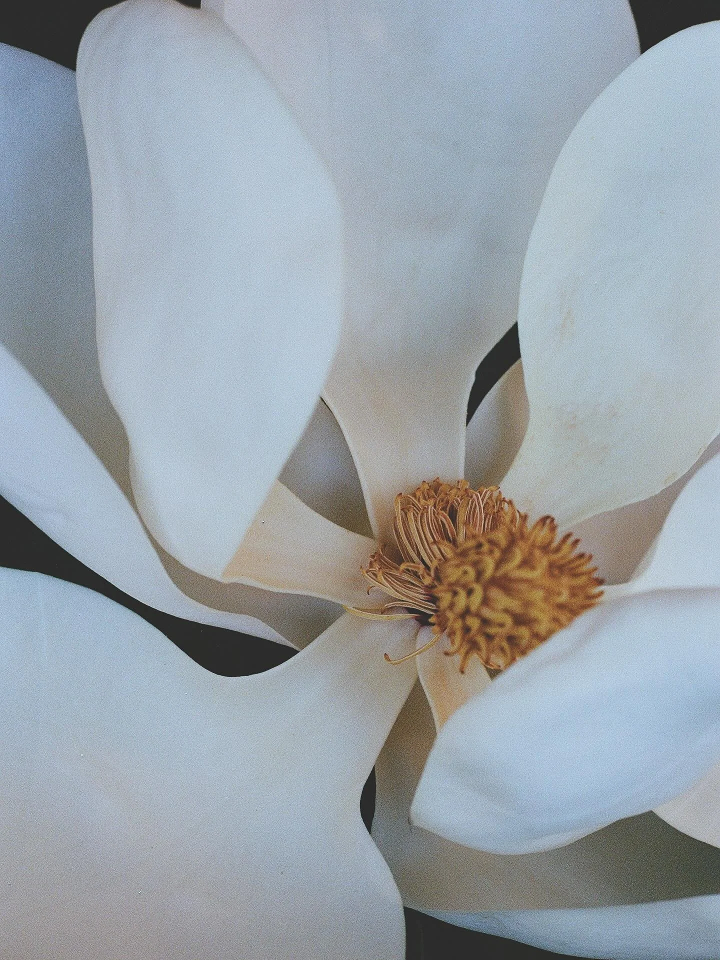 a nostalgia for samsara

thoughts on samsara coming on my substack? but more likely in my second book which is in the works right now and will be done when it&rsquo;s done. 

#magnolias #35mm