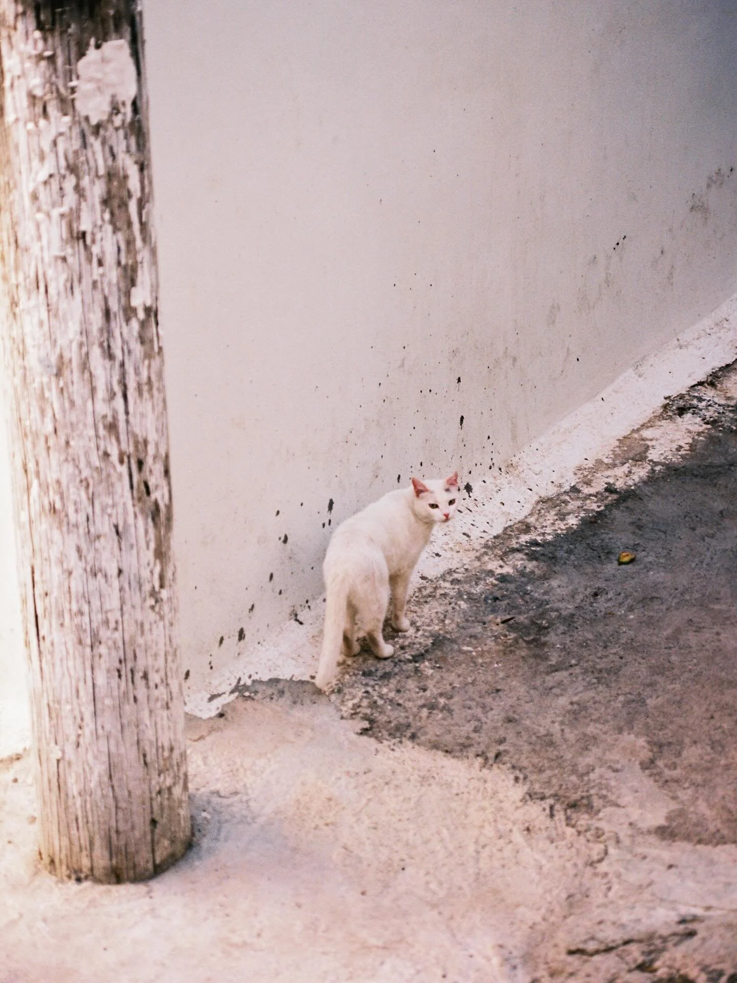 do you ever feel like you&rsquo;re in the wrong place? 

#cats