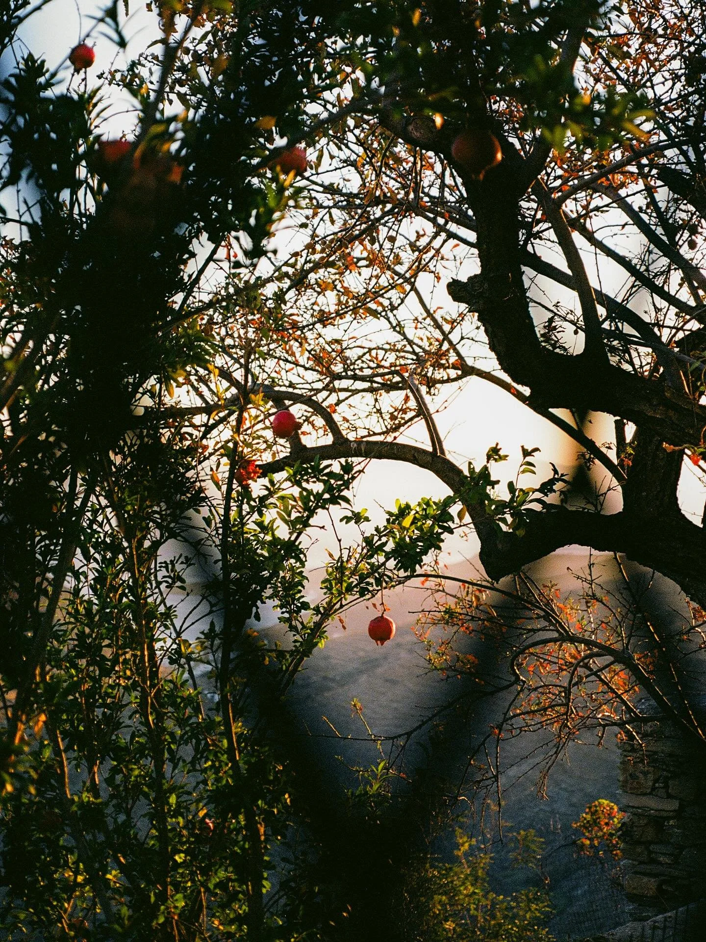 Ojai needs a photobooth. 

some #35mm #film shots of my weekend spent at @houseofthemidnightsheep 💛🌻🌝⭐️🌙🌼🍌
