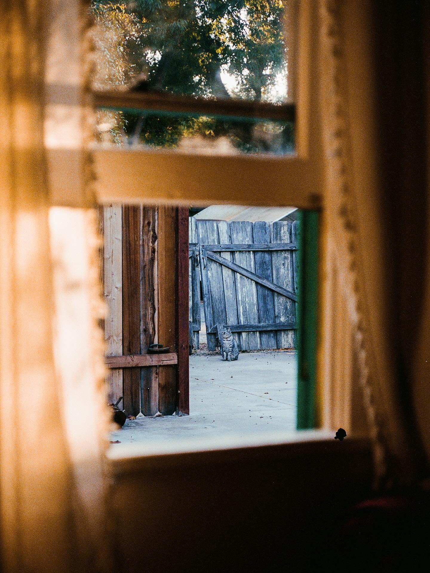 someone asked me the other day if i was in love, and i thought, &lsquo;i guess i am.&rsquo; 

late summer &ntilde; early autumn in Ojai. 

#35mm