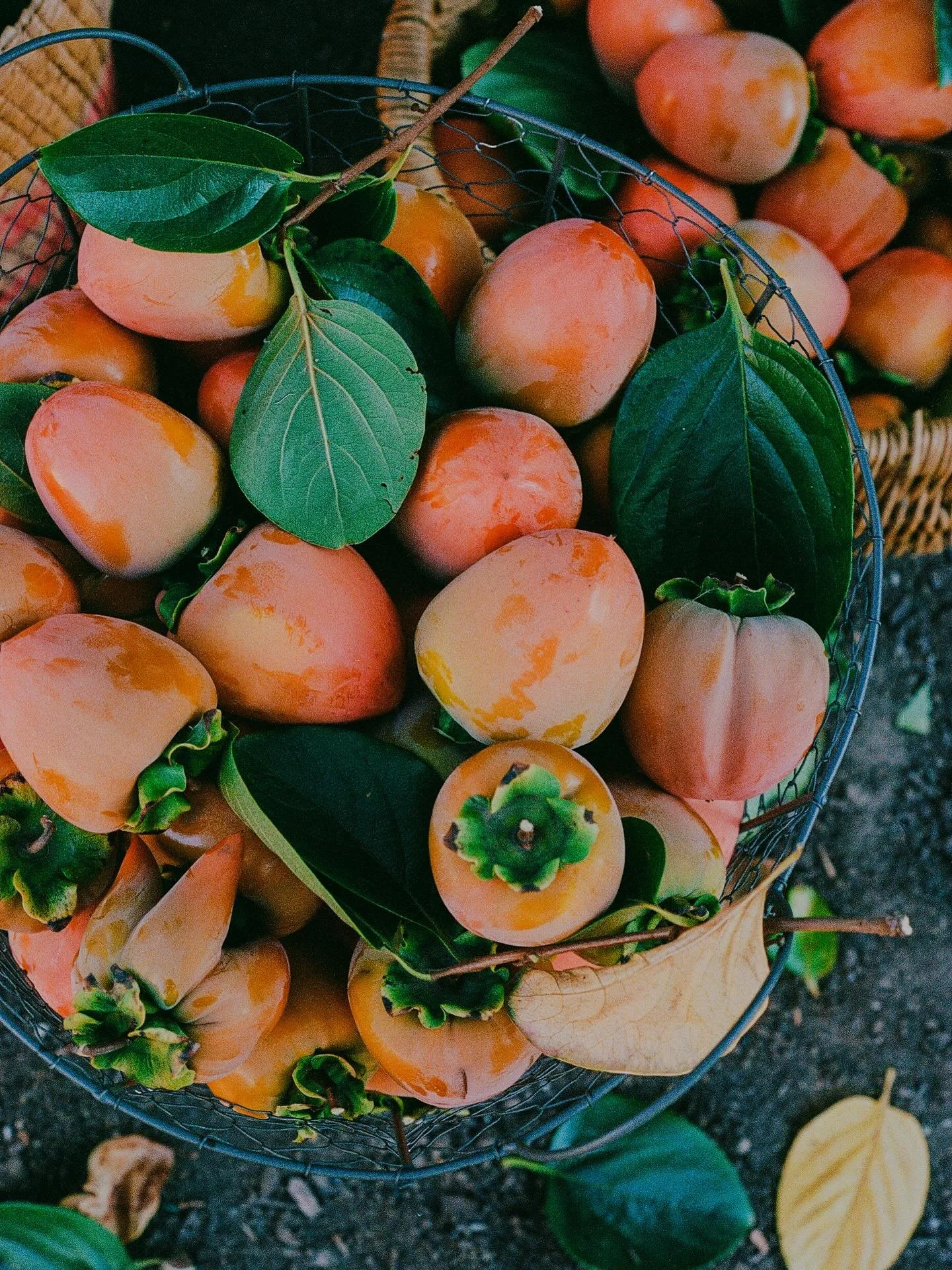 if i tell you to pull my hair and you do it whose driving?

#35mm #Autumn in #Ojai