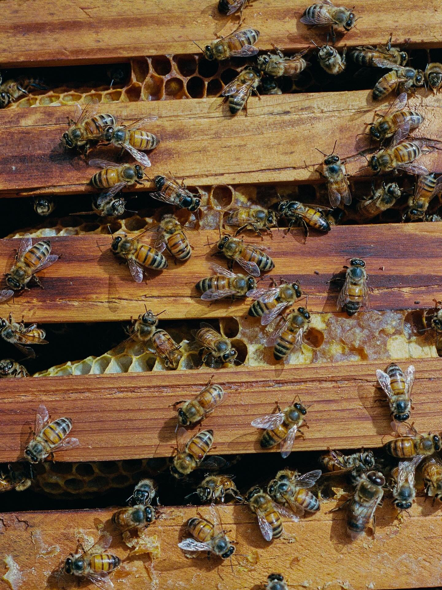 the moments when i am happiest, i miss her voice the most.

thank you to @presentegrato for the idea of using beeswax as the glue for the final invisible touches for hanging the print on gallery walls. Pan being the glue, of course! and of course i h