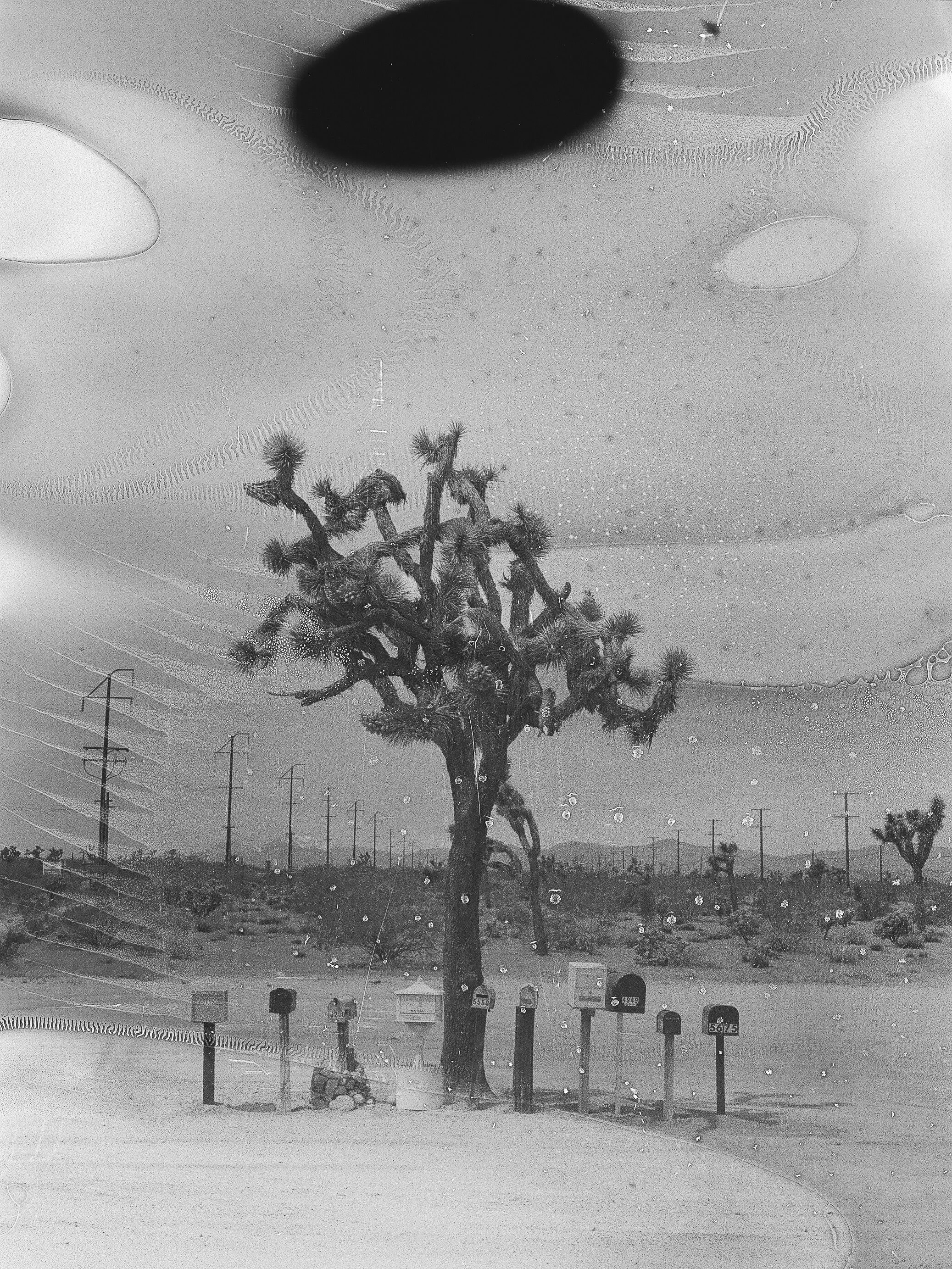 do people actually relate to an existence where they are not constantly in the cosmic slush of constant growth even when they are pulling at the roots to stay put?! im sorry i don&rsquo;t relate.

oh, and i pee&rsquo;d on my film again.

#joshuatree 