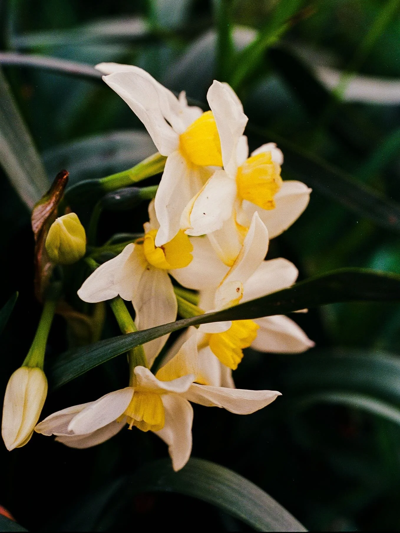 winter was spent : trading plane tickets for train tickets, learning wild Narcissus,  greeting the sun in small windows and giving thanks, falling once again into loss. coming up for air and being blinded by beauty. hand processing wax and honey for 