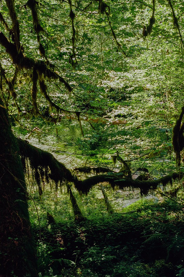 hoh-rainforest-2-2.jpg