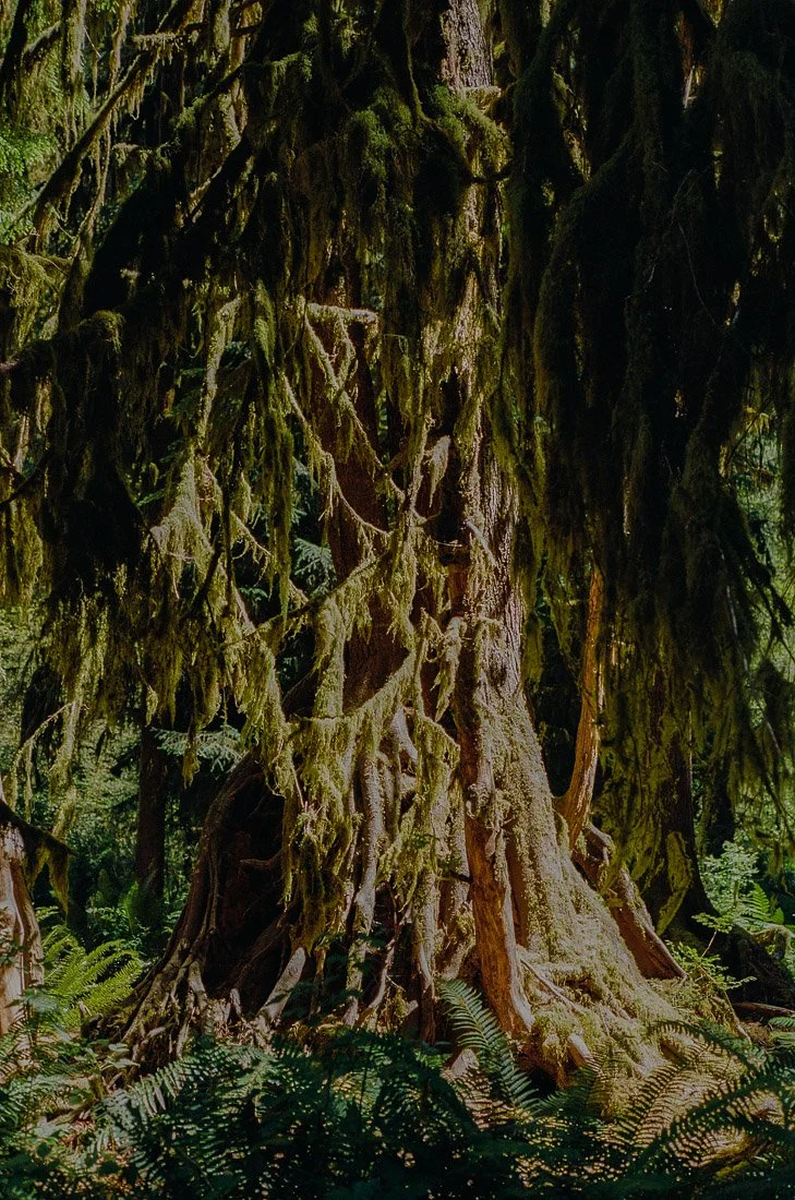 hoh-rainforest-2-3.jpg