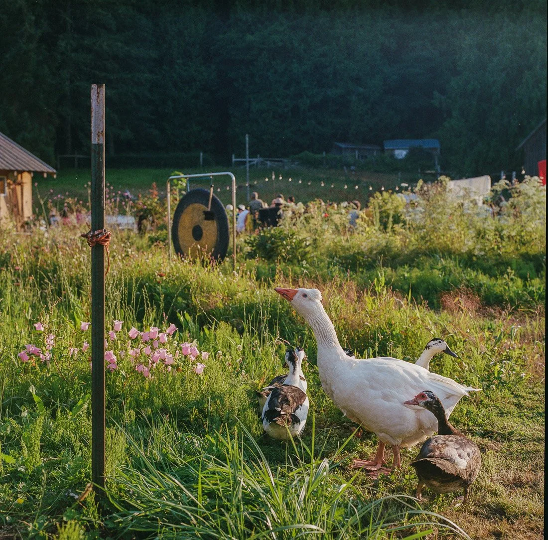 west-beach-farm-orcas-island.jpg