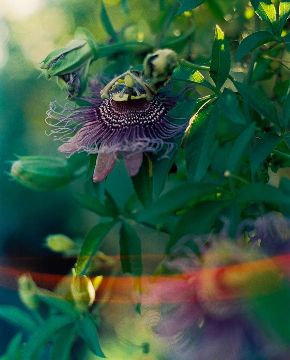 light-leak-passionflower.jpg