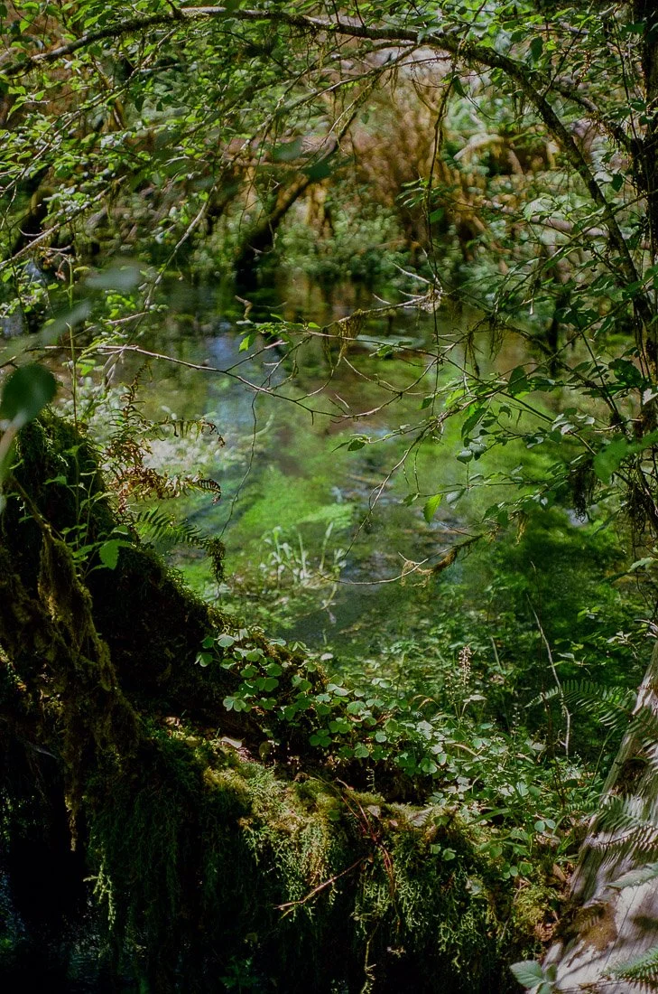 hoh-rainforest-2.jpg