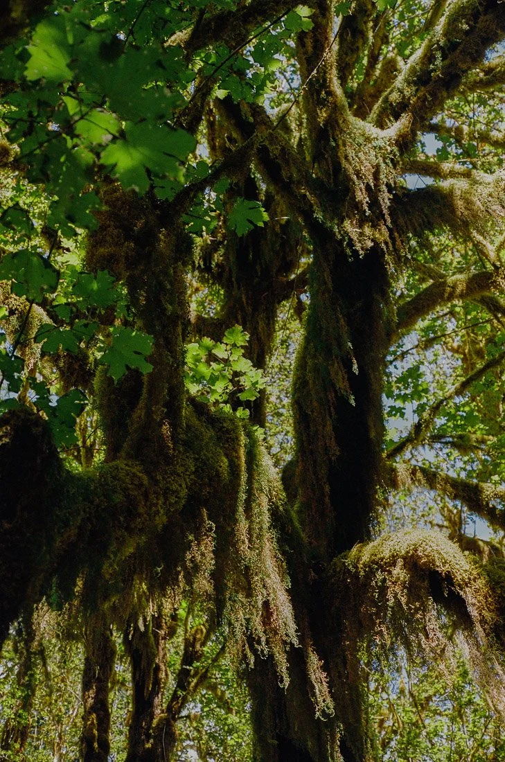 hoh-rainforest-4.jpg