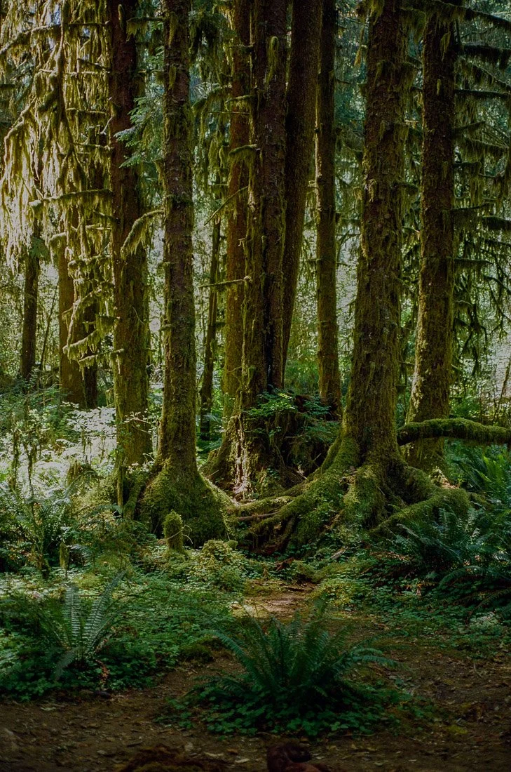 hoh-rainforest-3.jpg