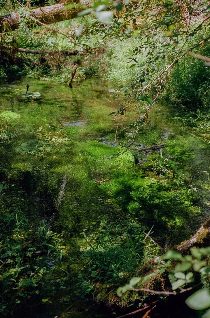 hoh-rainforest-3-2.jpg