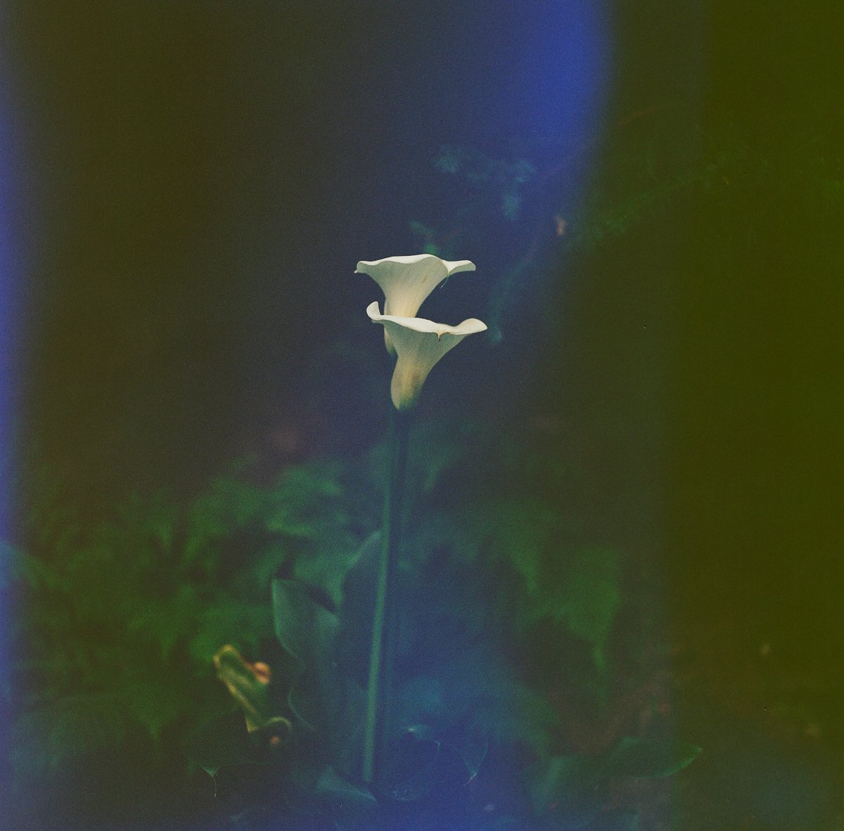 light-leaks-lillies.jpg