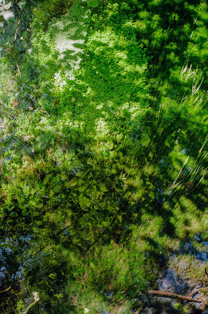 hoh-rainforest.jpg