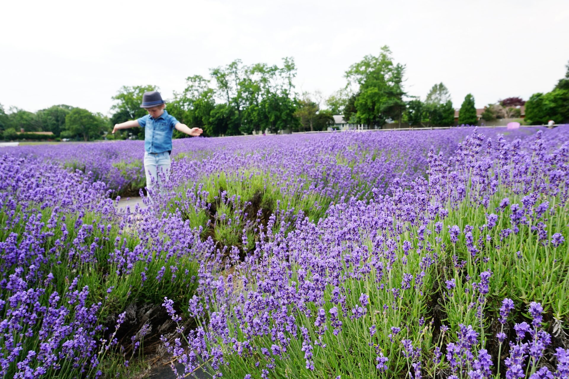Lavender By The Bay