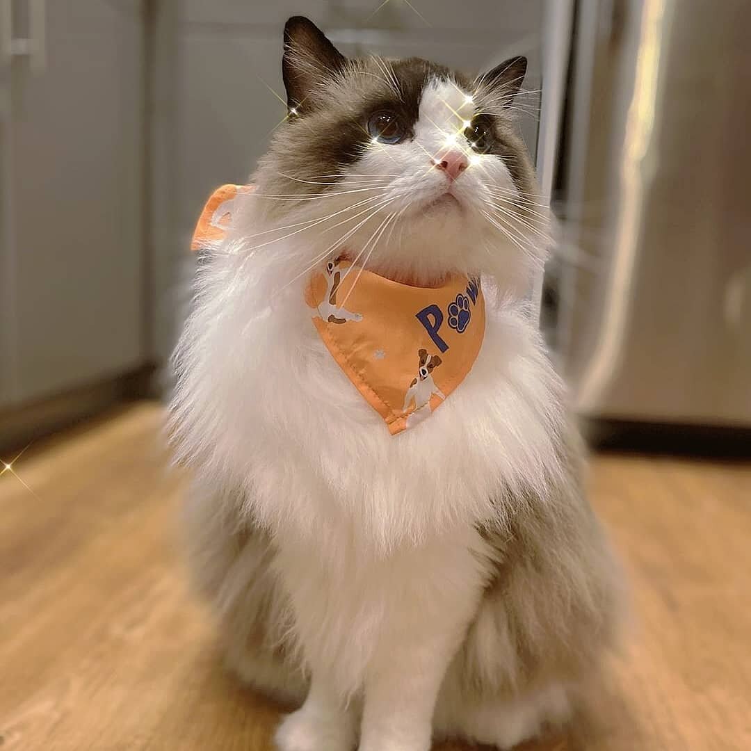 #pawsibility