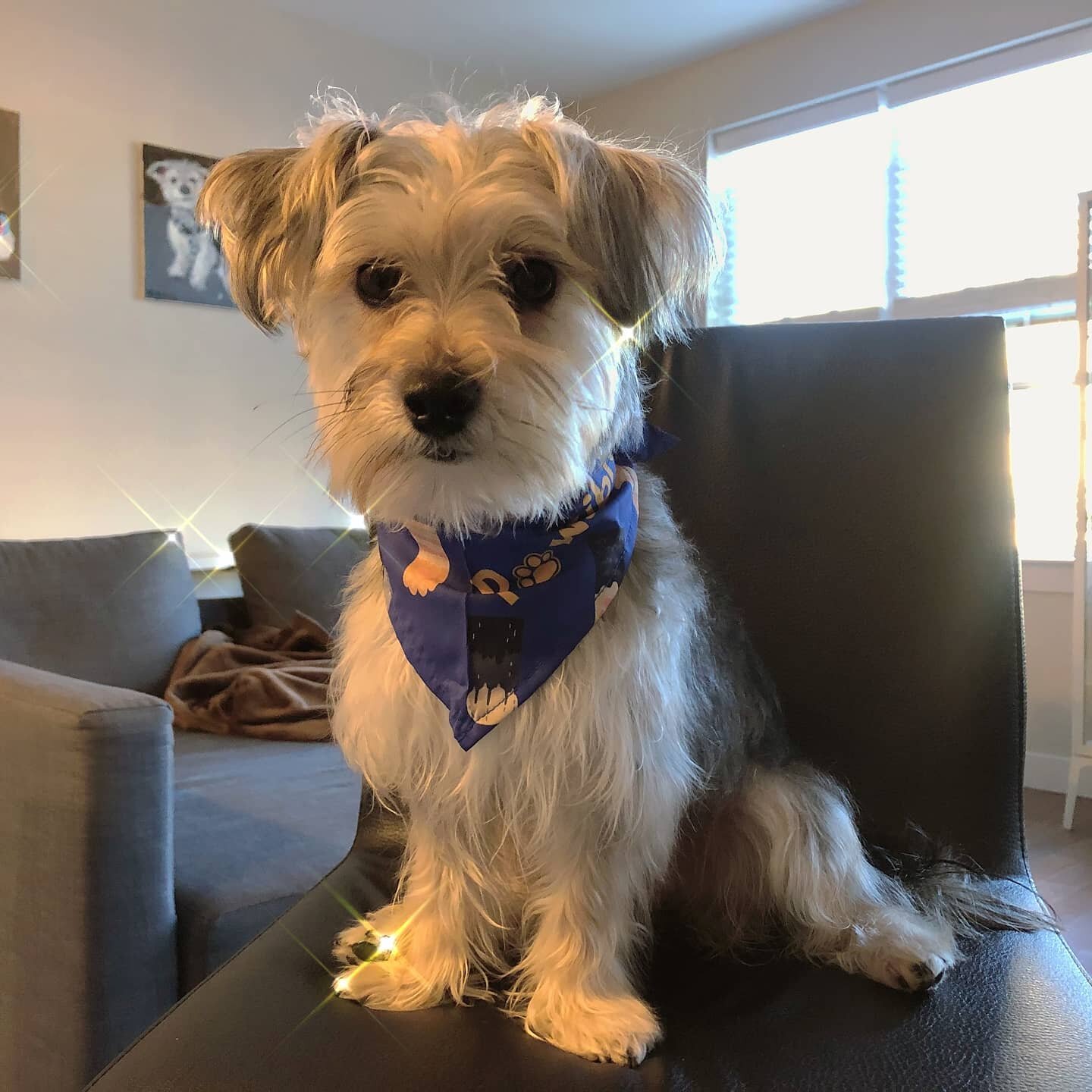 #pawsibility