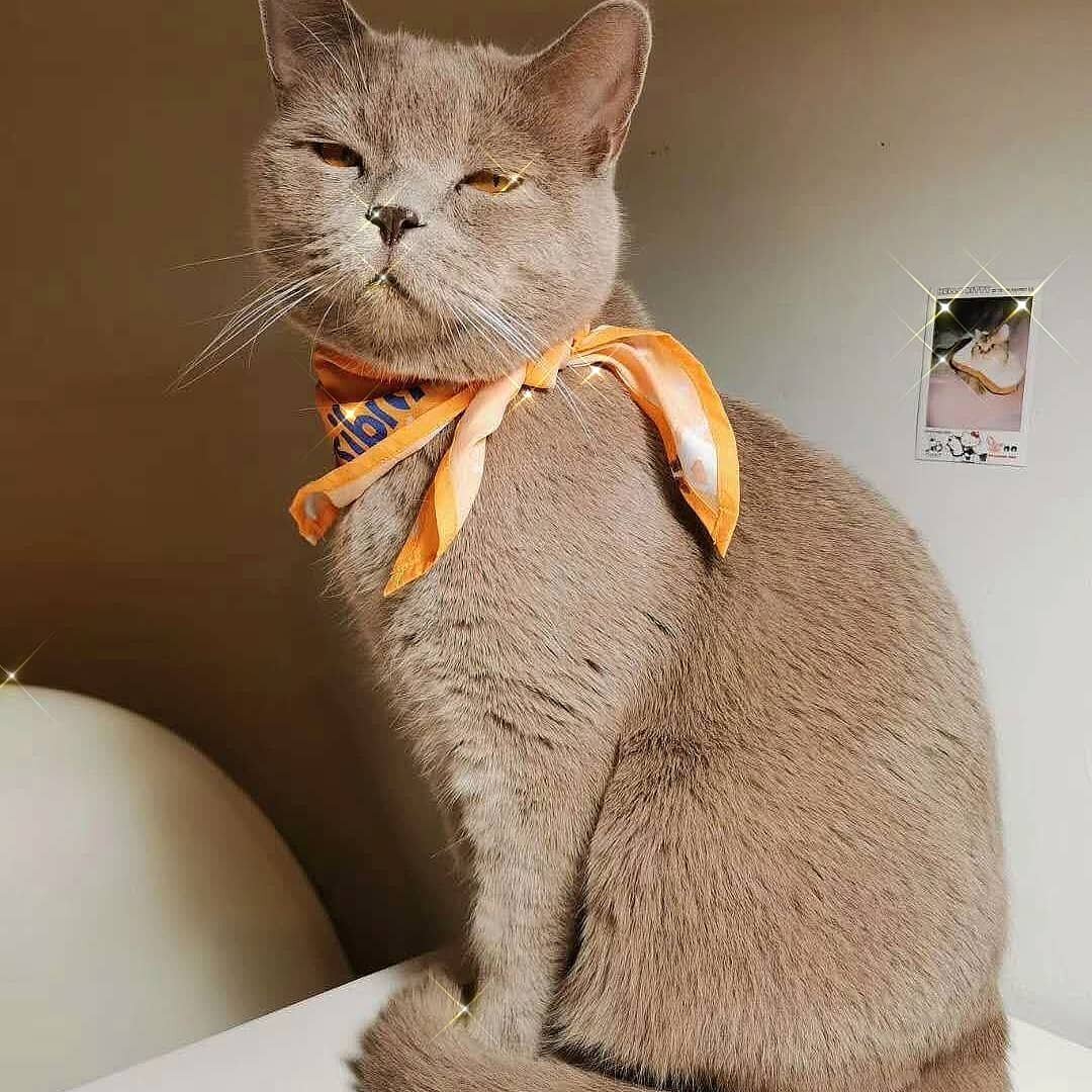 #pawsibility