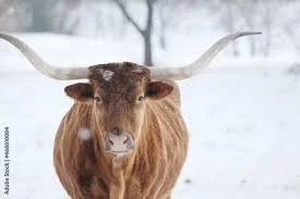 snow cow 2.jpg