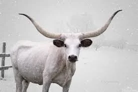 snow cow 1.jpg