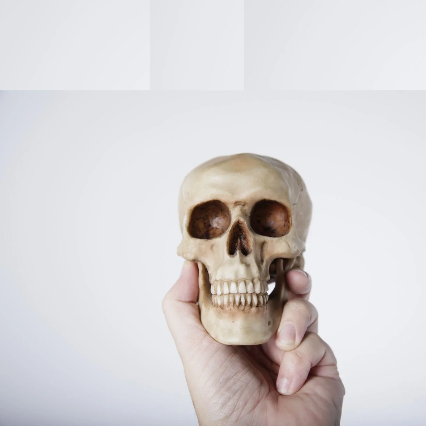 Bones