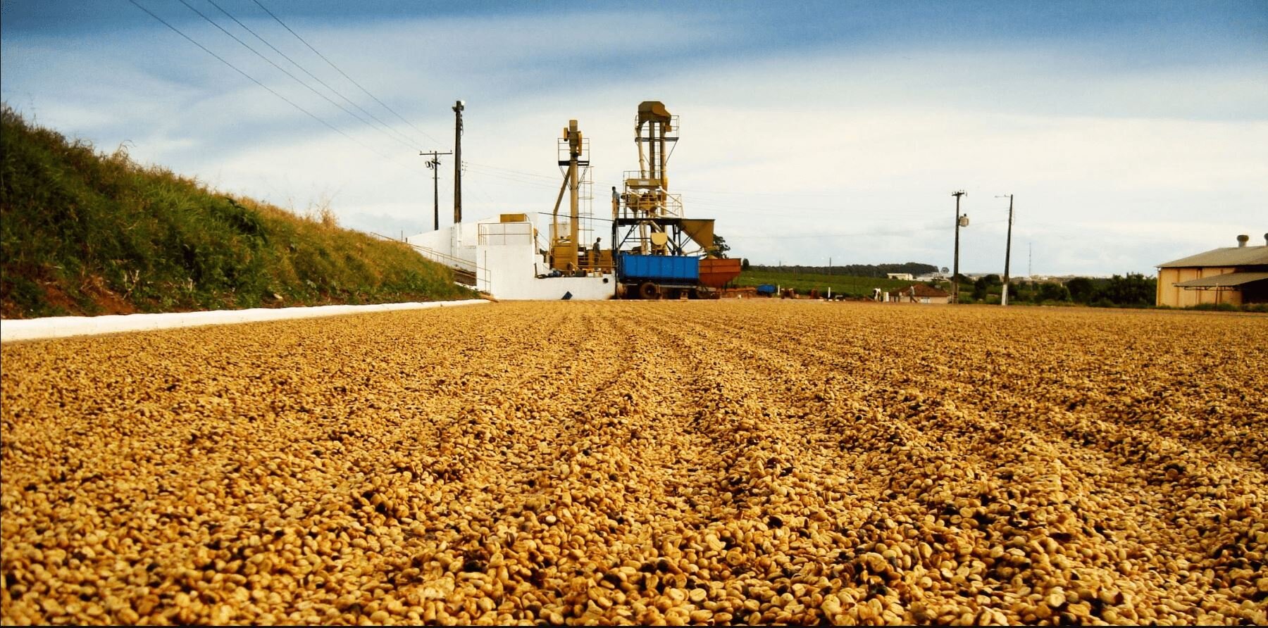 Coffee drying at a coffee farm